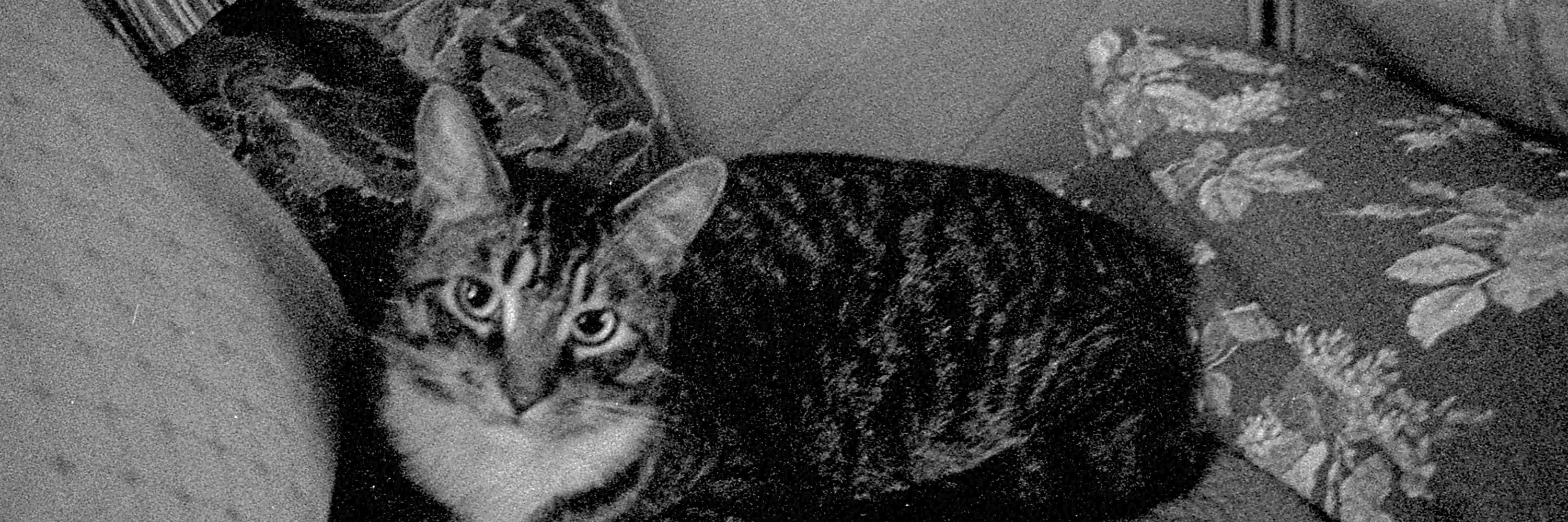 Bob (mycatsheds)