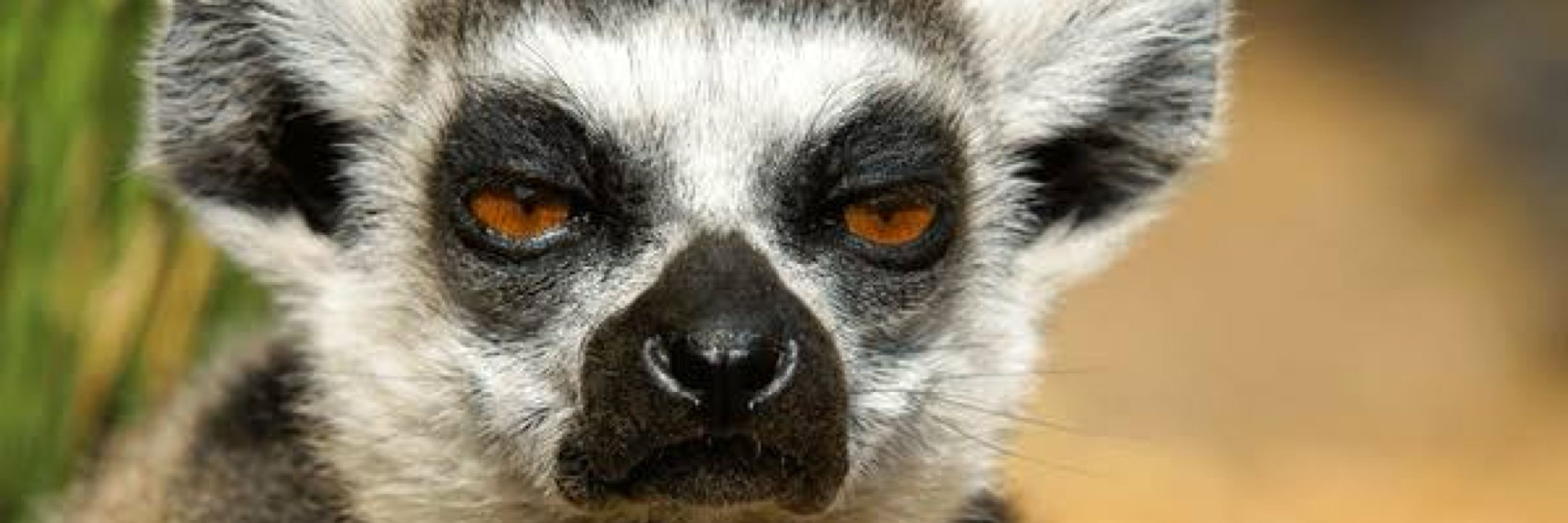 Lemur (preparing) Tariff Warrior