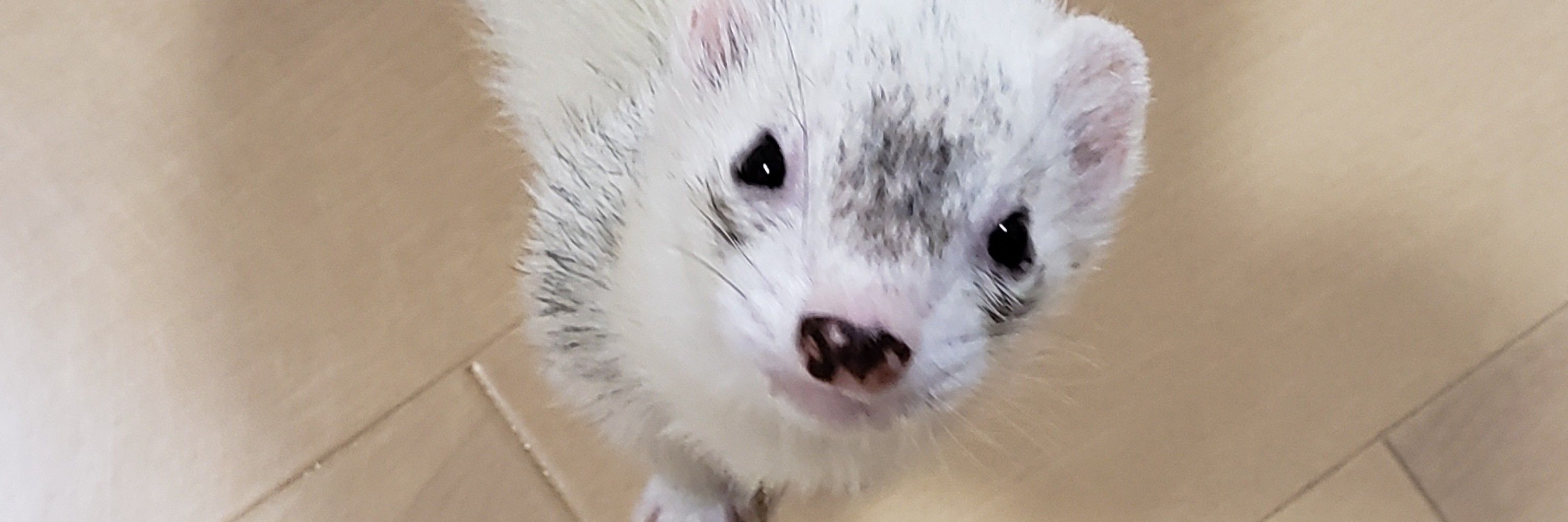 わるひと
