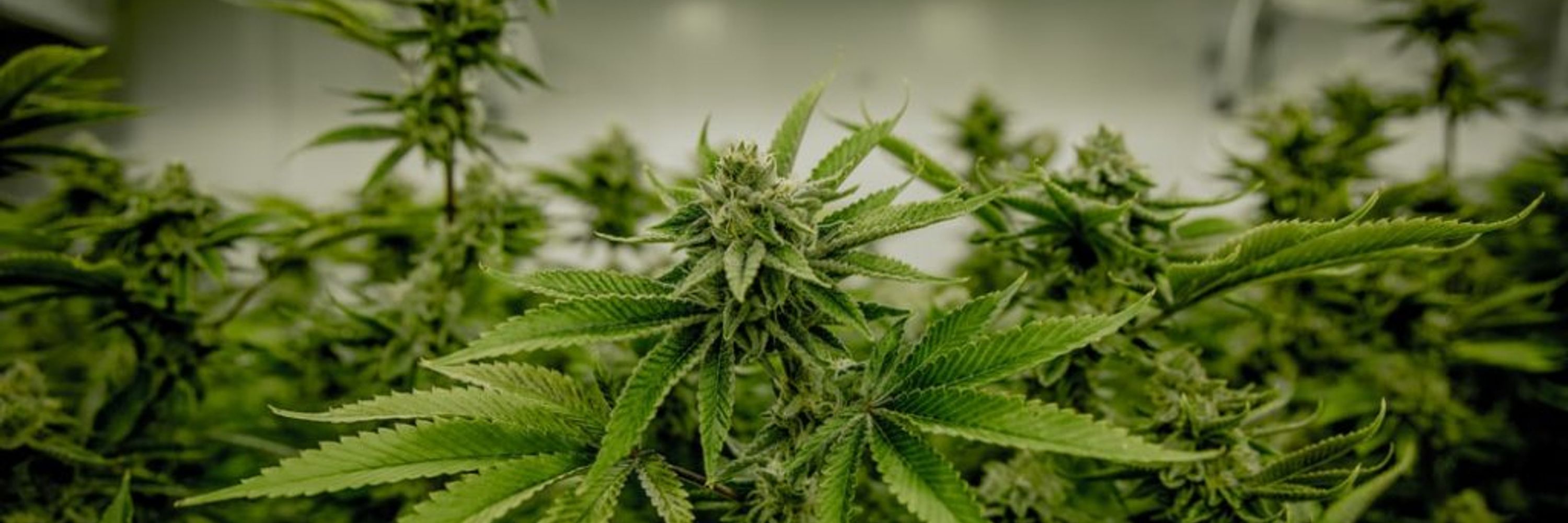 Grow SF