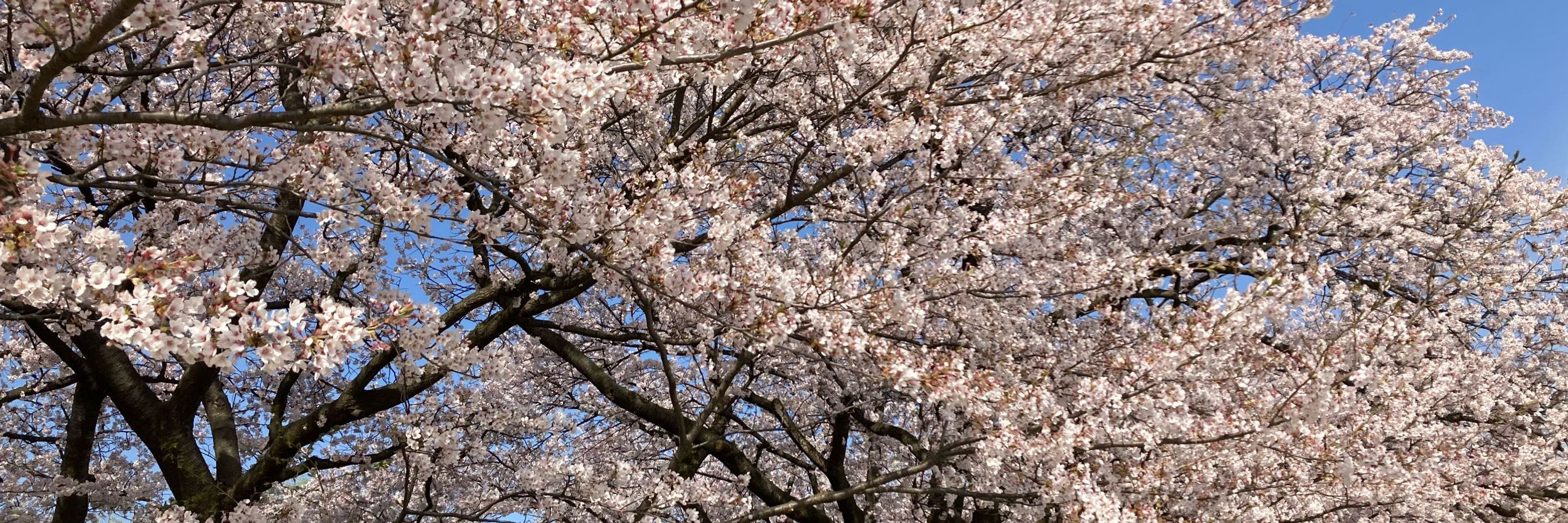 やかげ