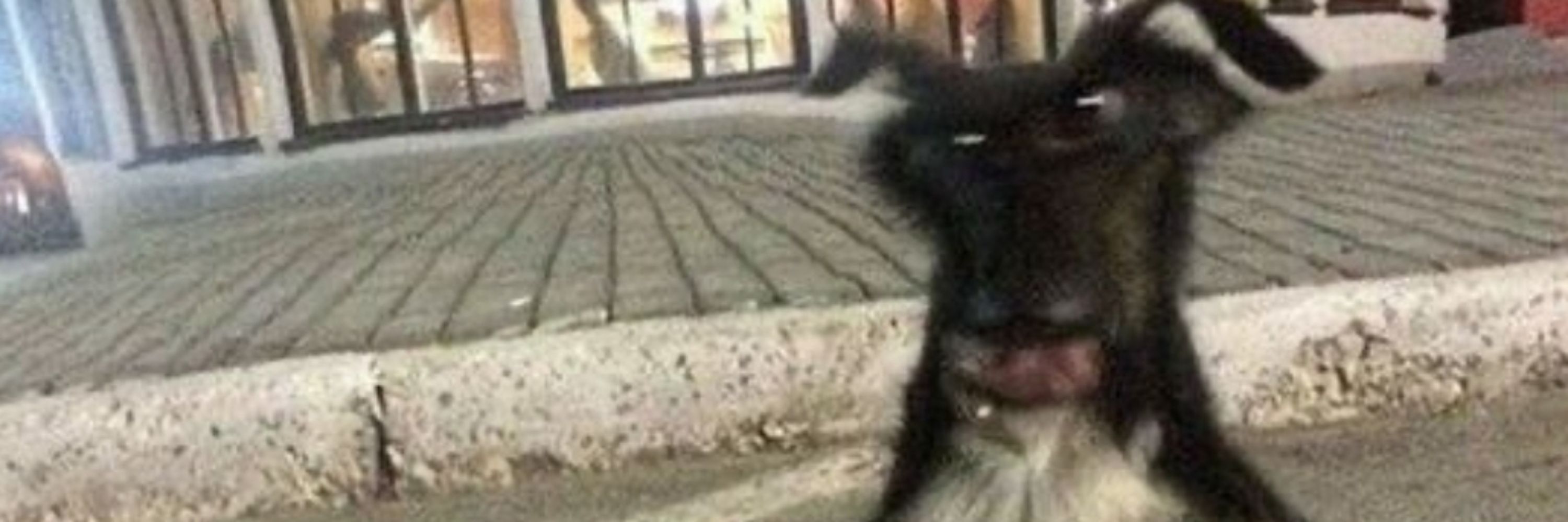 dedé 