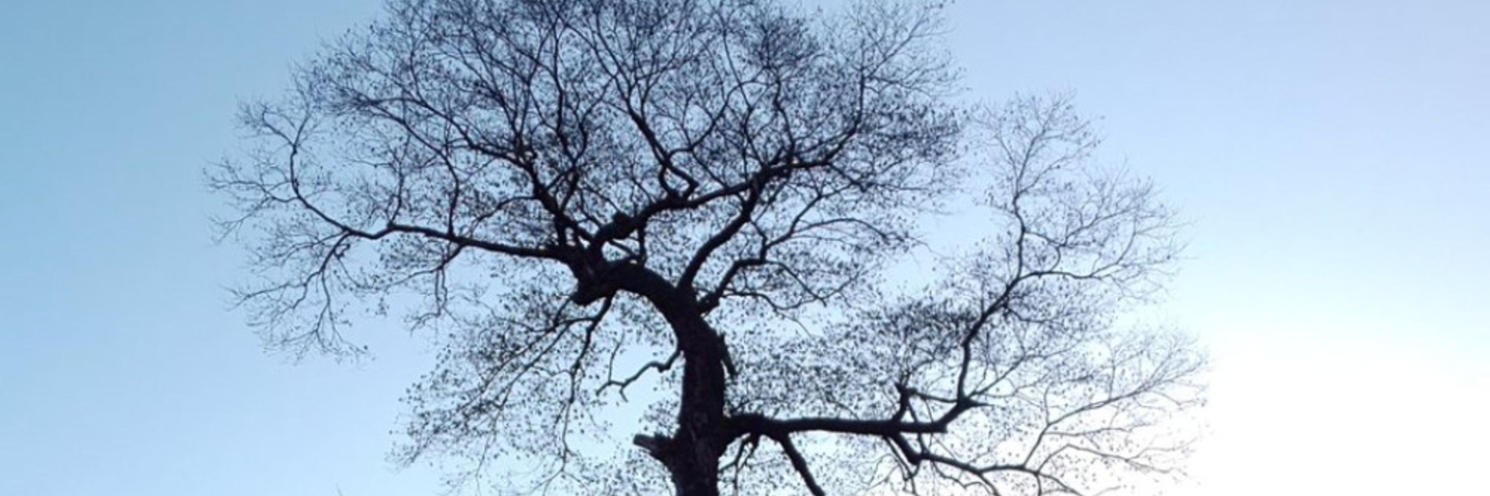 haneoki