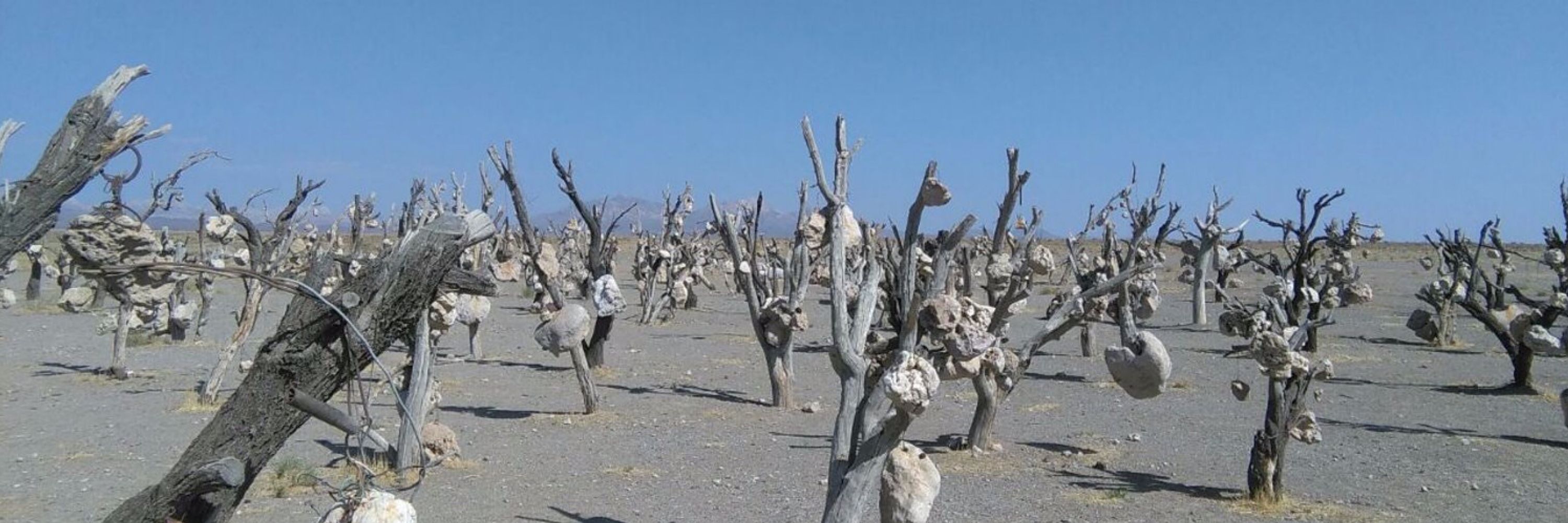 احسان بداغی