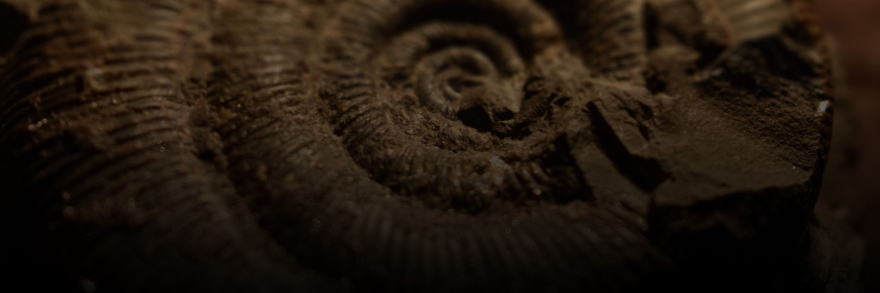 Open Palaeontology