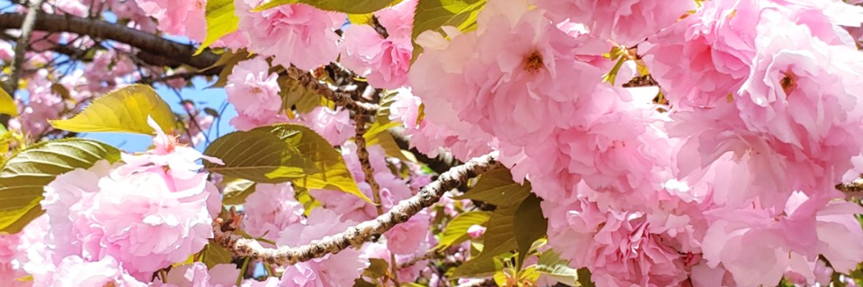 熾桜