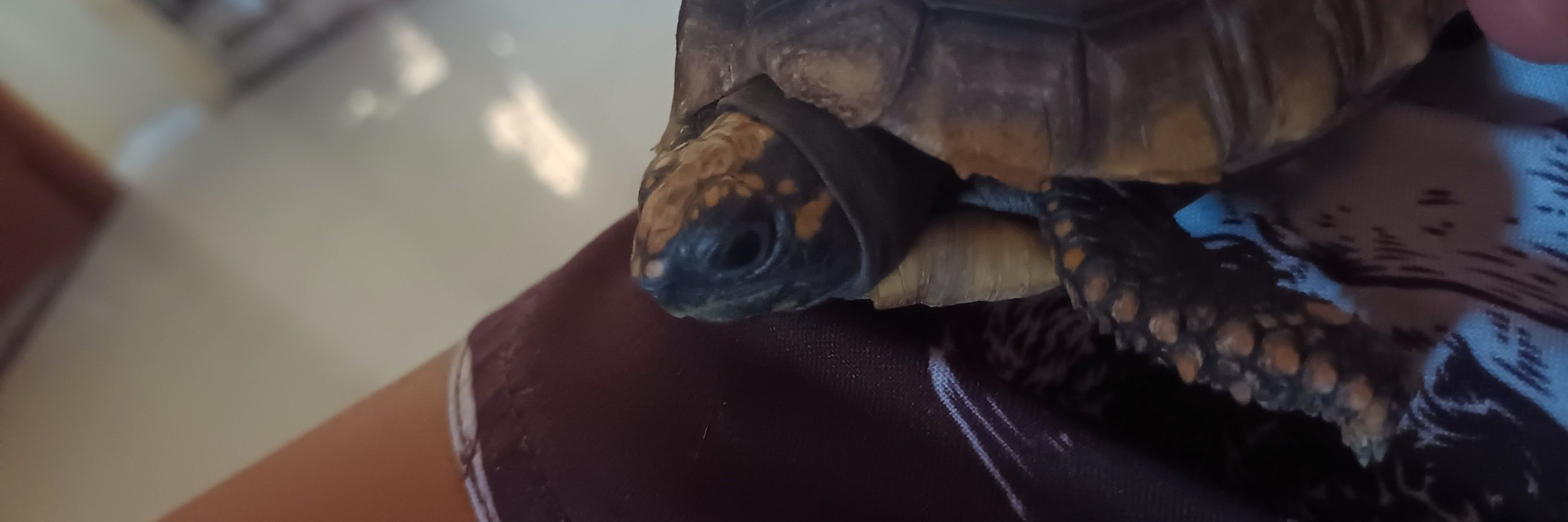 rodrigo