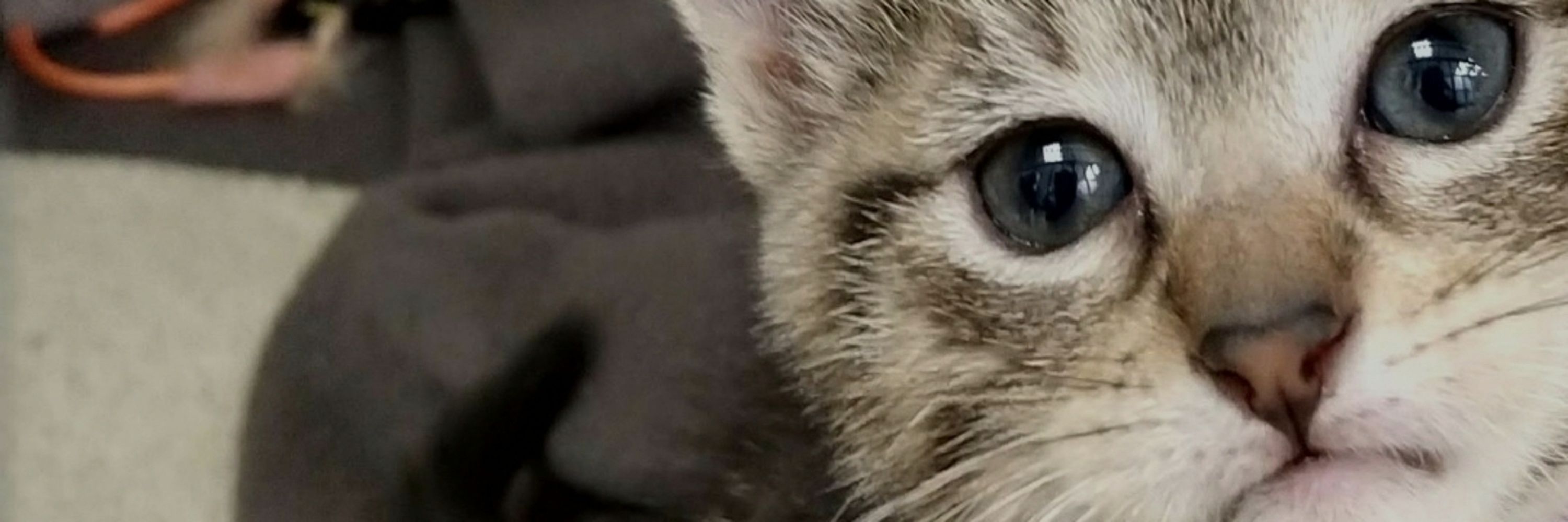 Cat_Daddy