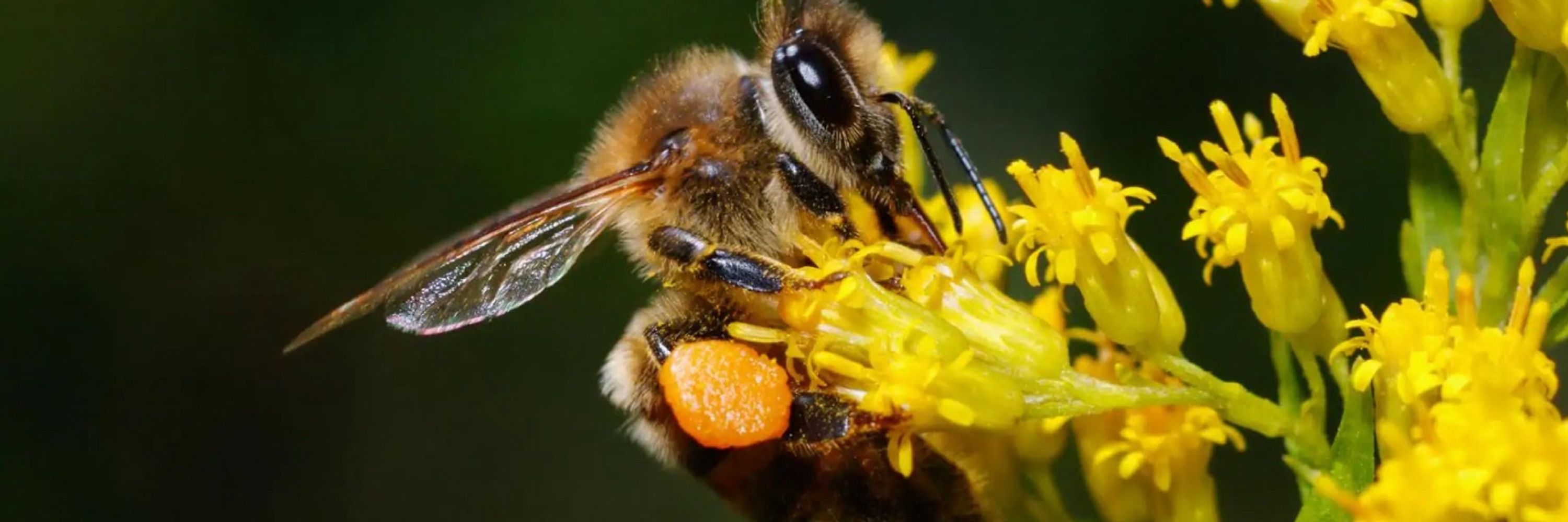 Bzzz_Foy