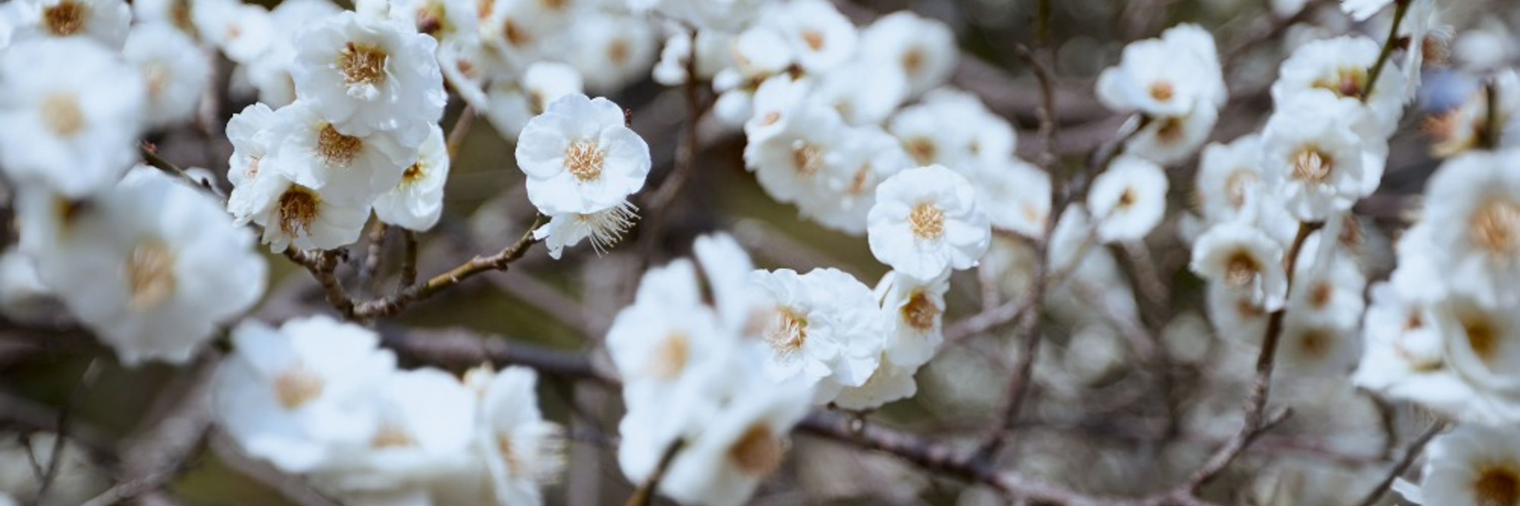 Pilar / 삘라르