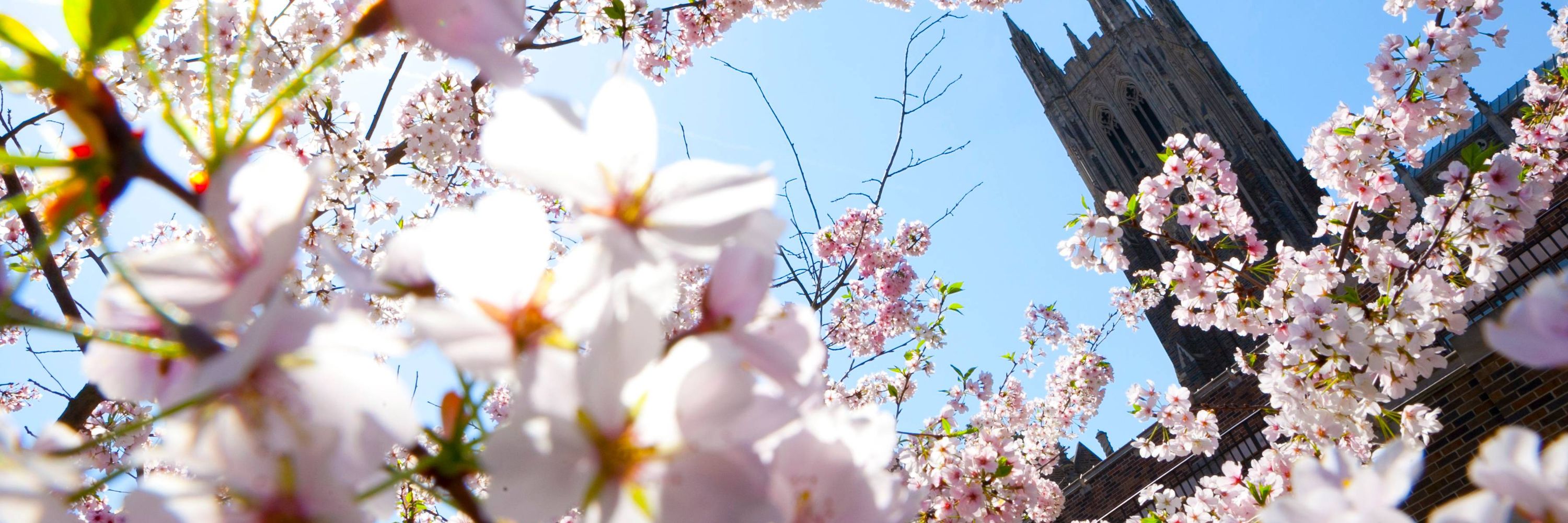 Asian/Pacific Studies Institute at Duke University