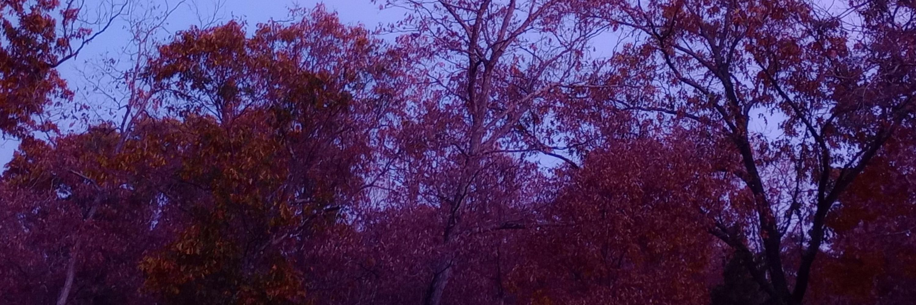 spooku