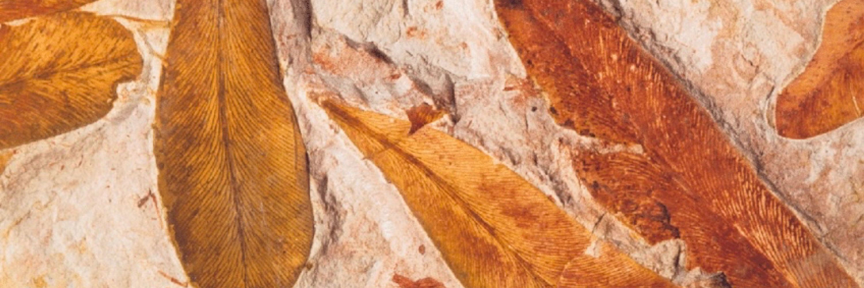 Permian Extinction