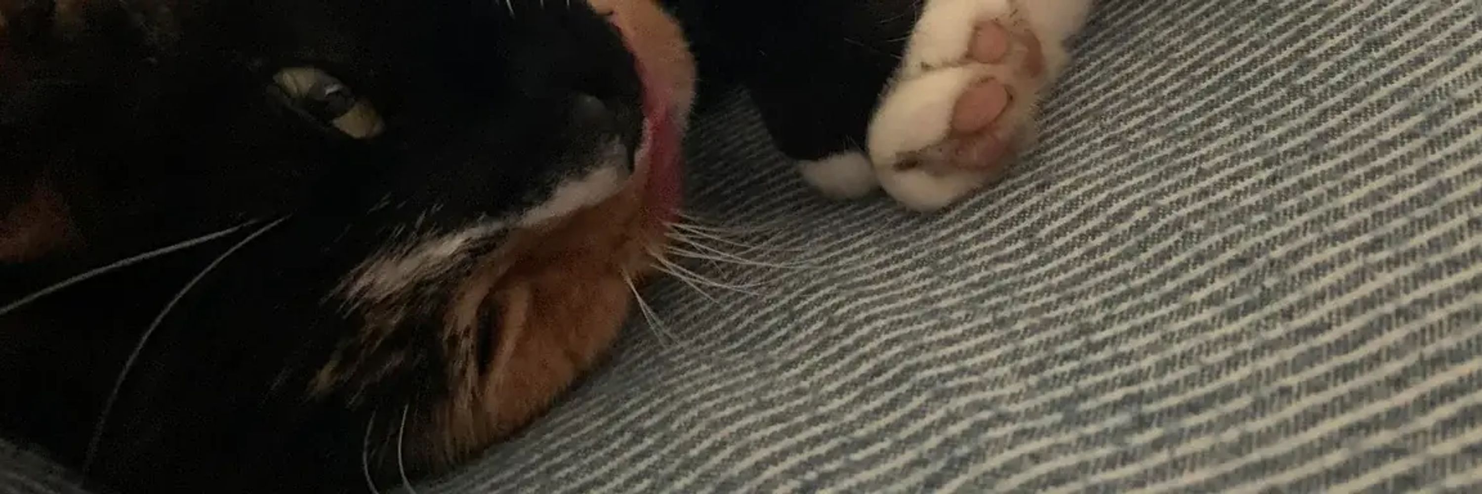 Wilbur