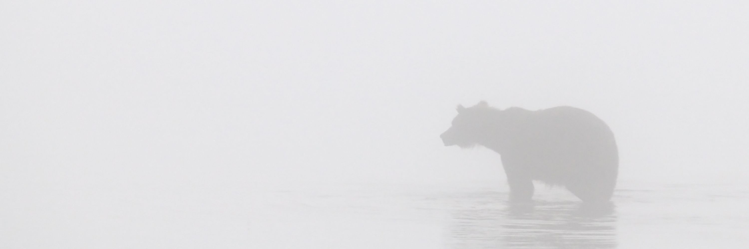 Ghost Bear