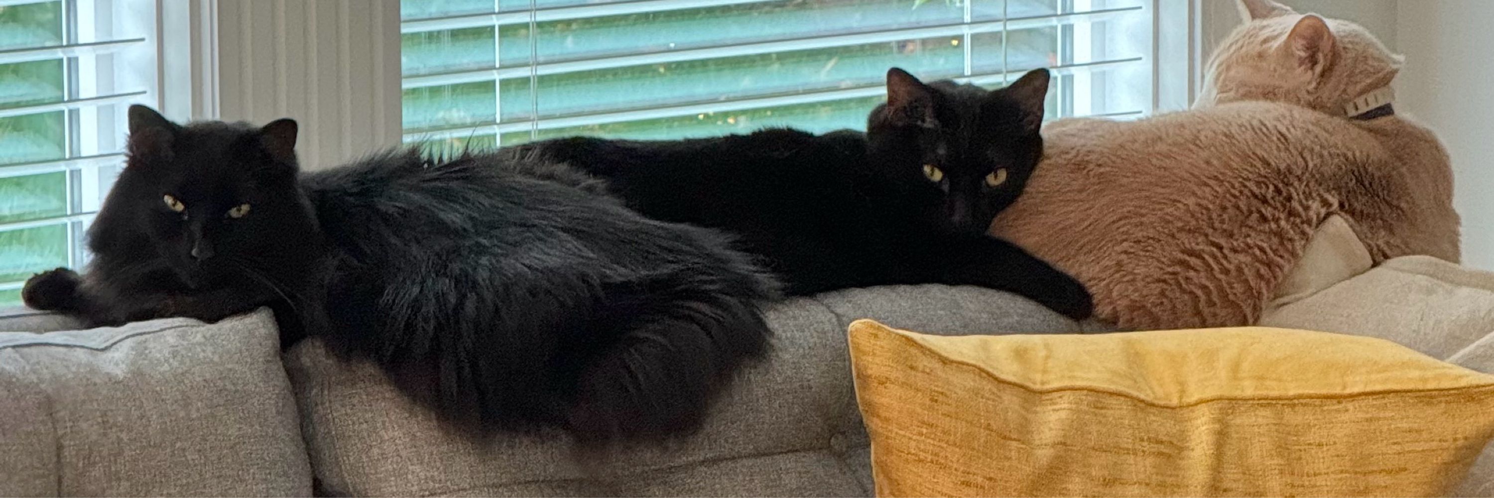 blackcatthyme