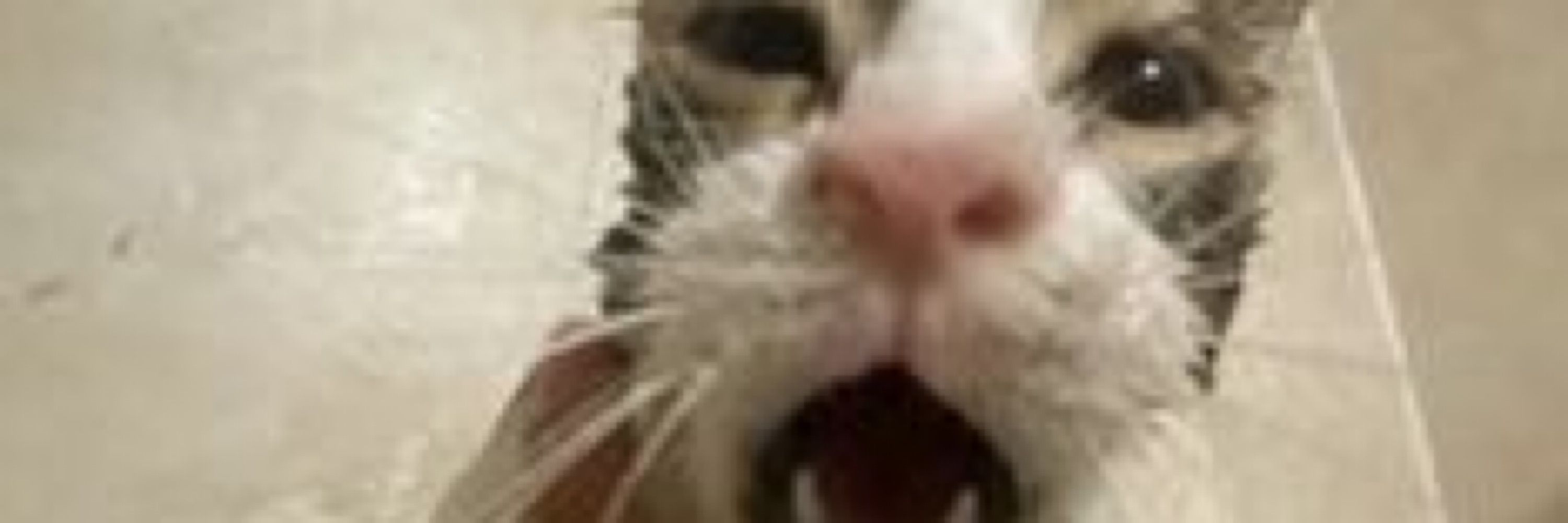 sebbo.wav