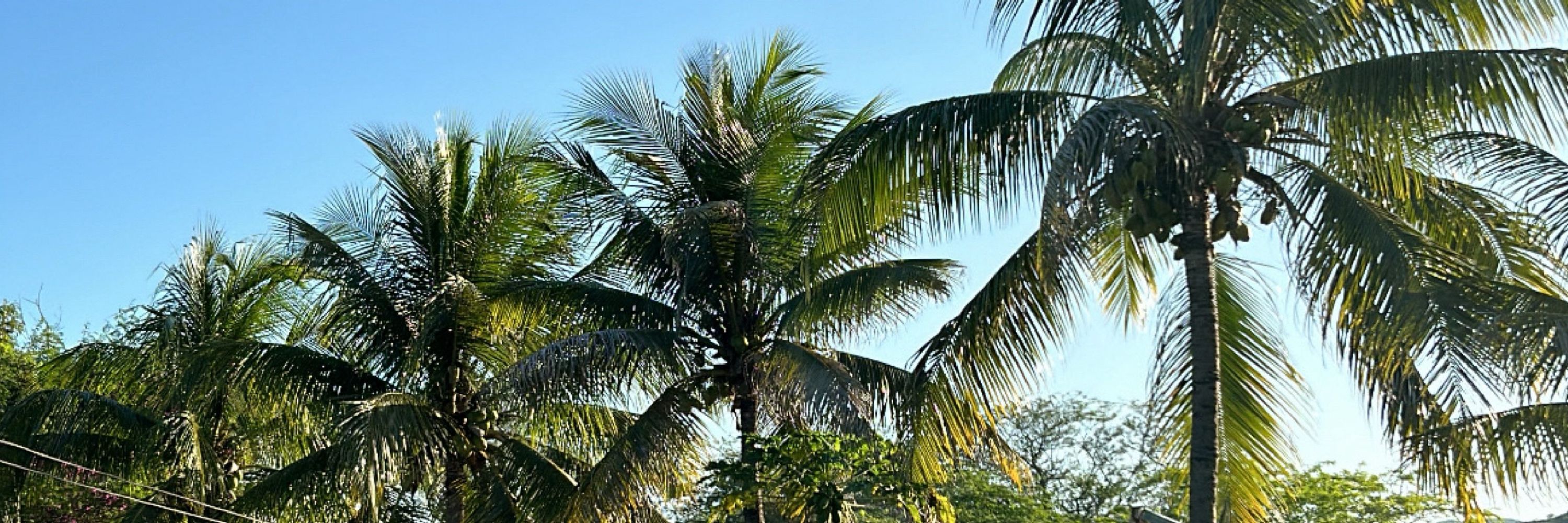 pedroca