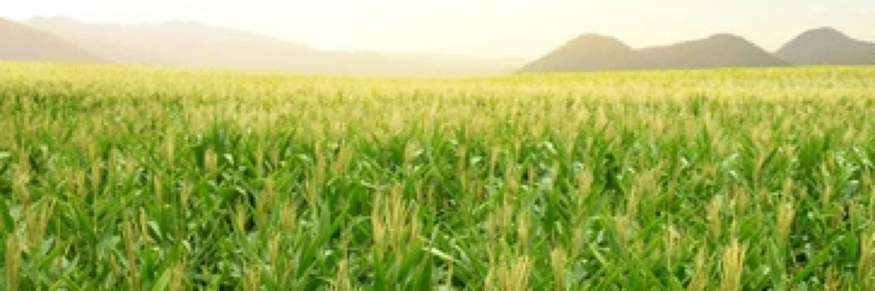 Mellow Corn for Colorado