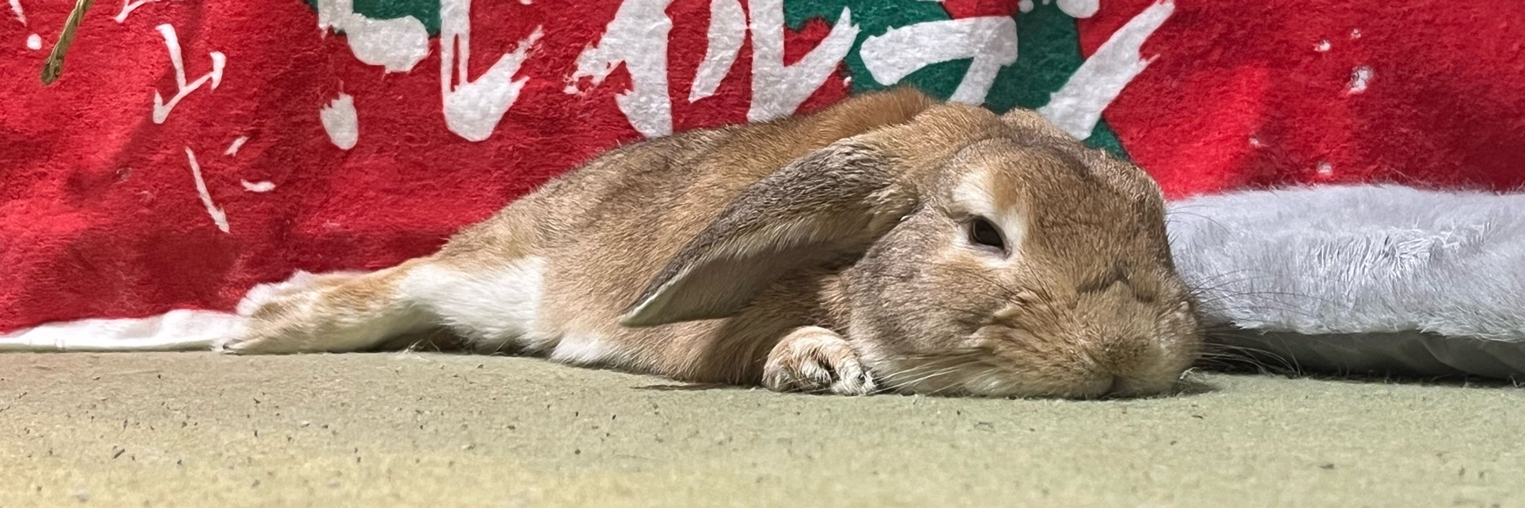 じぇにん