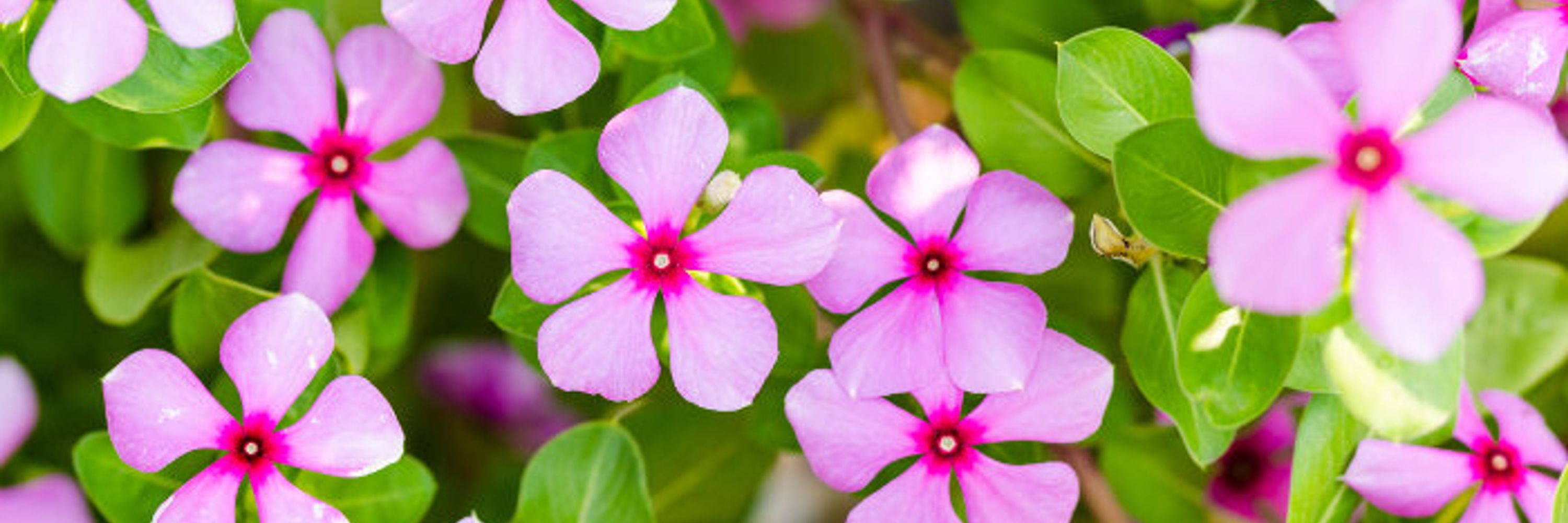 PeriPeriwinkle