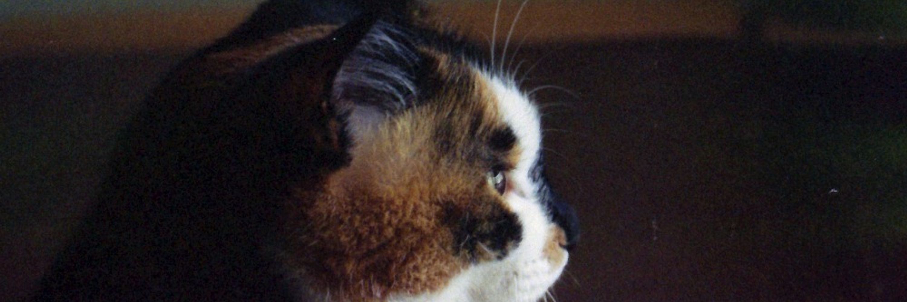 猫の夜会