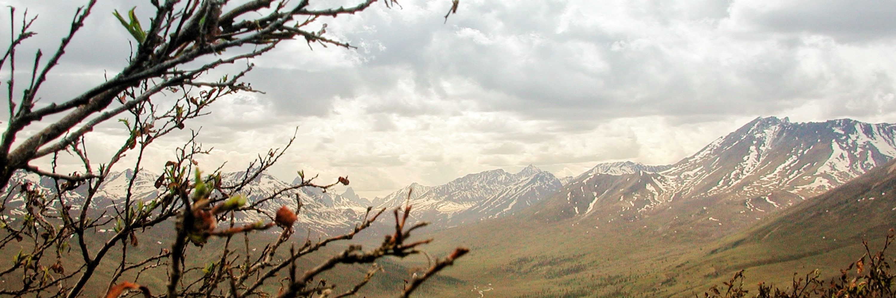 Boreal Bedouin