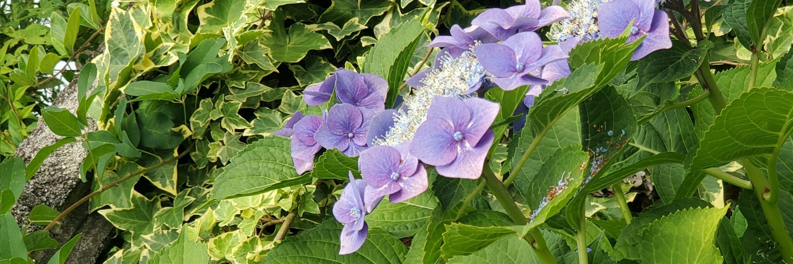 月陽