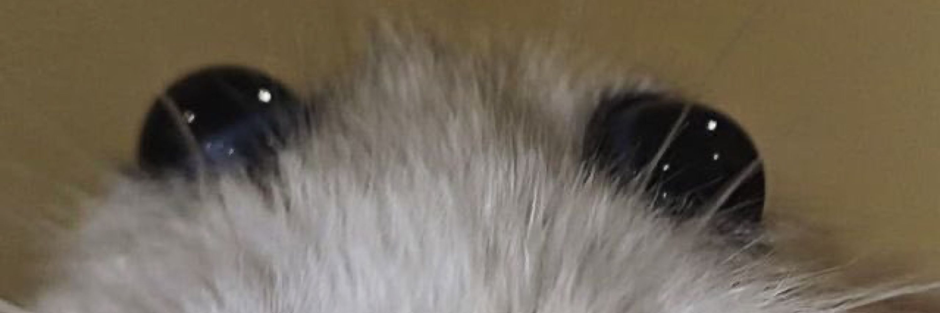 rowanjon