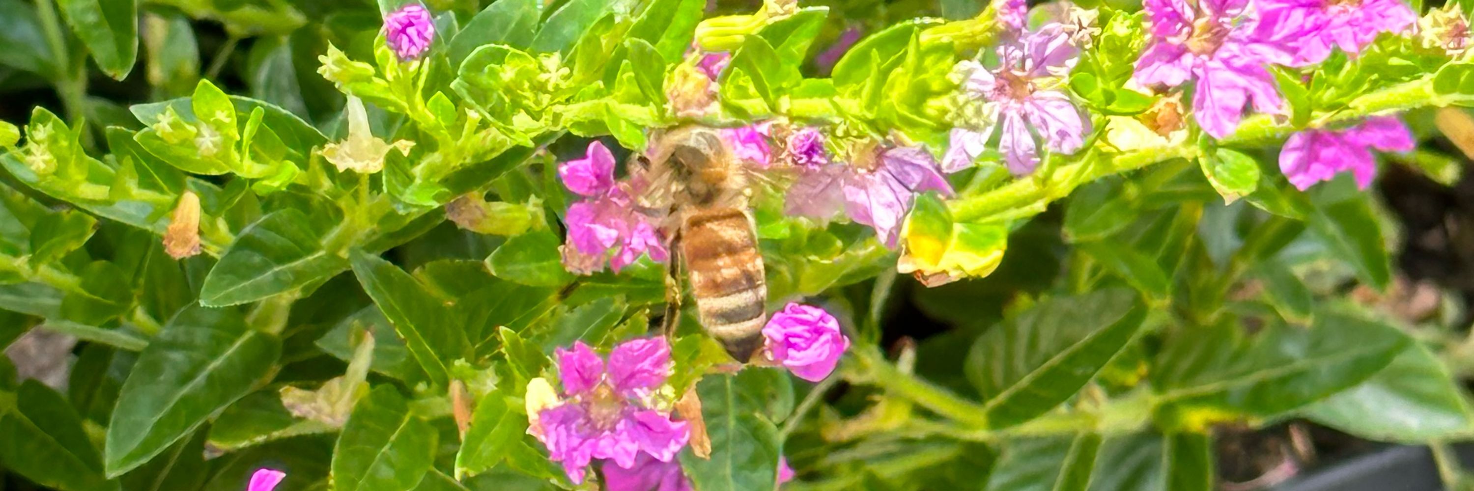 sleepy 🐝