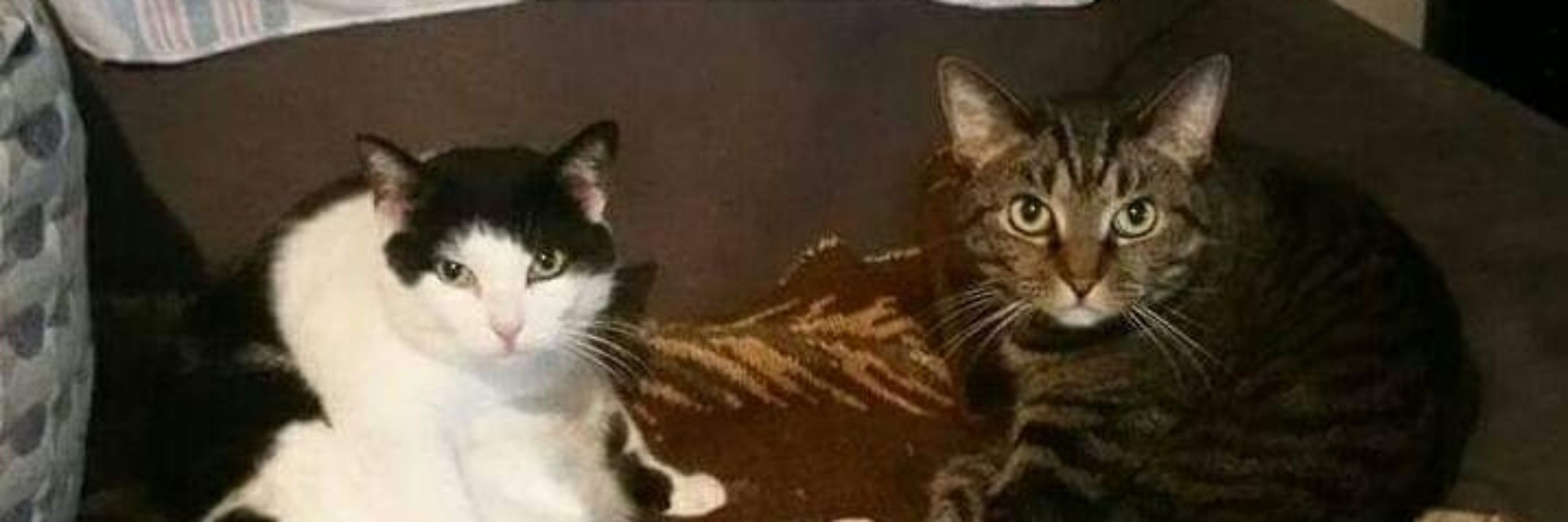 GrootsCats