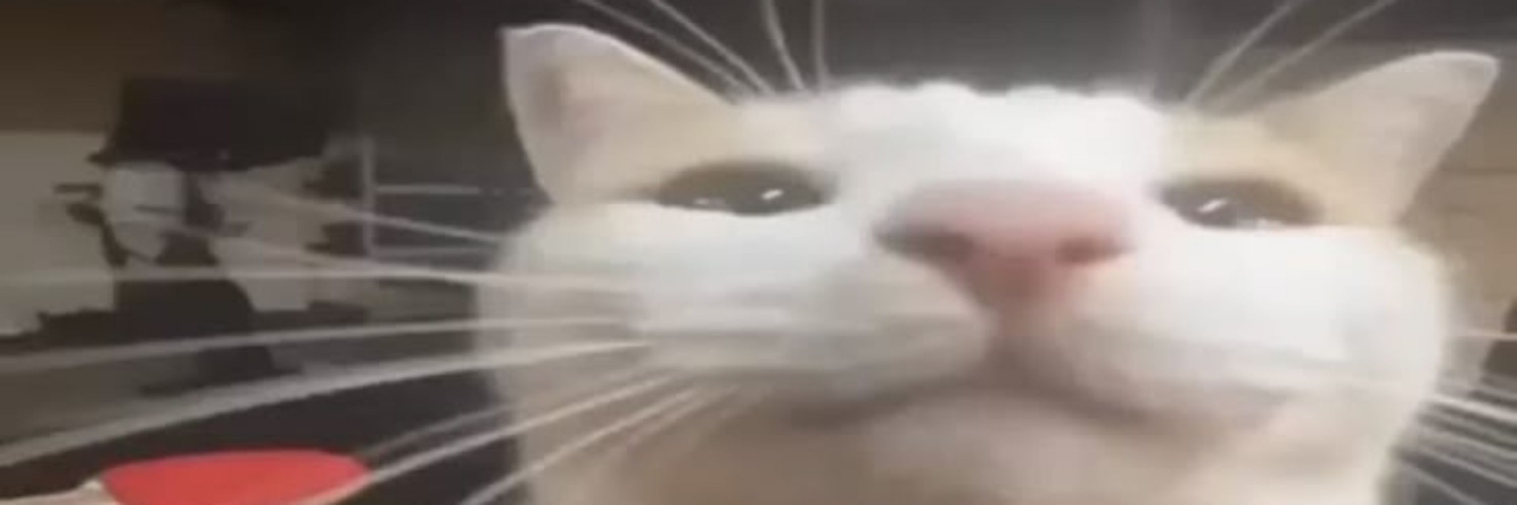 BLEHHH