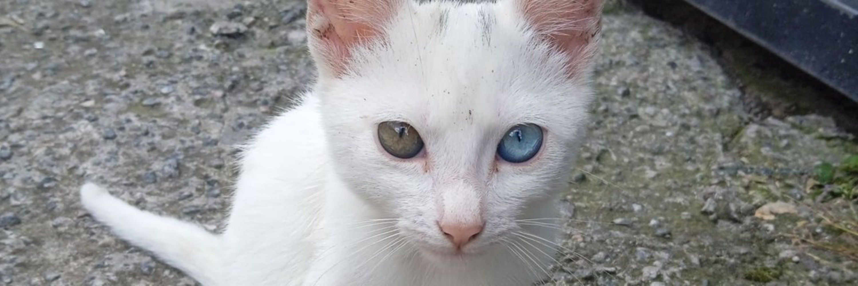 coguMeow