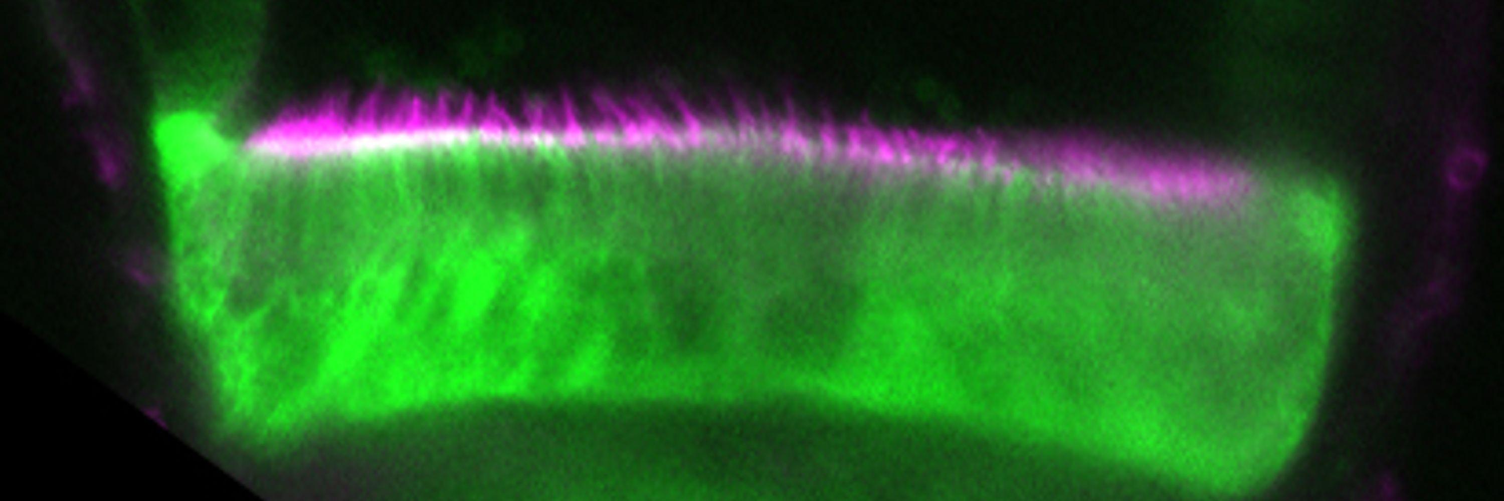 Development, Regeneration and Neurophysiology