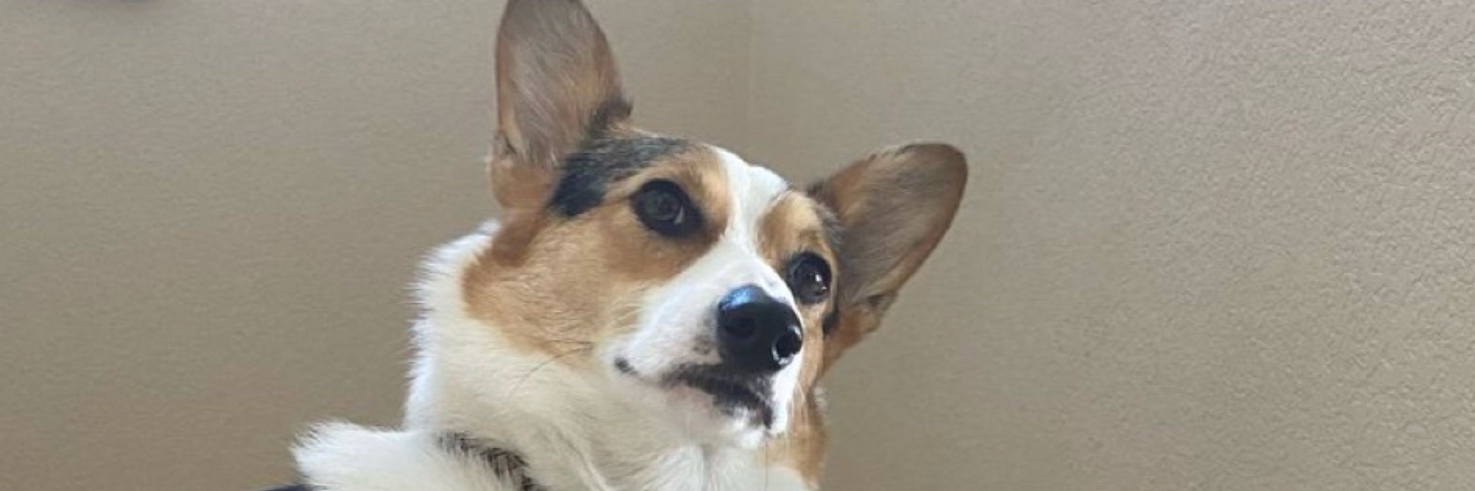 Luis the Corgi 💙 🐾 🇺🇦