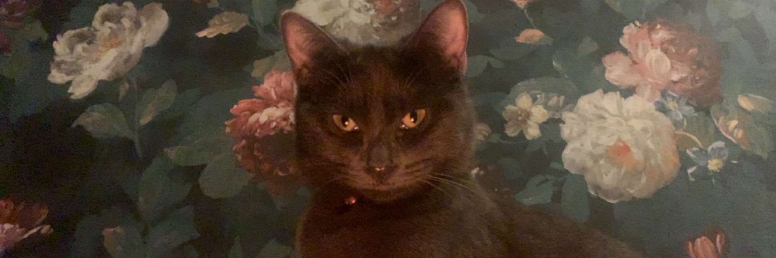 harvey