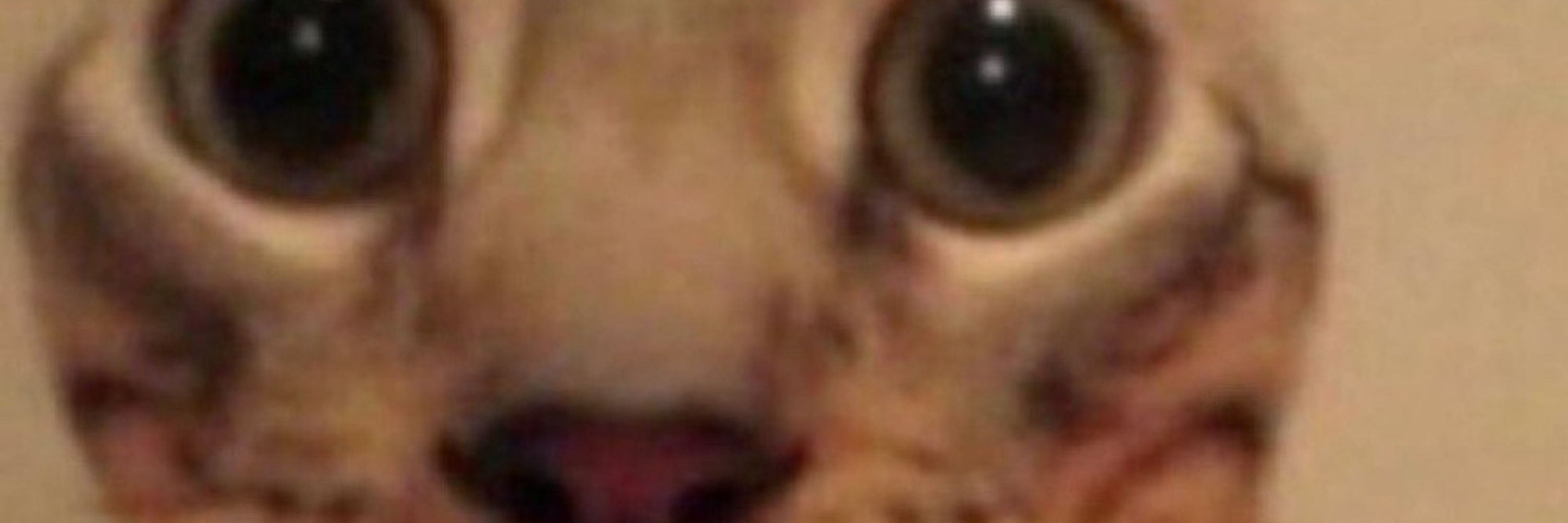 Medodecorda?
