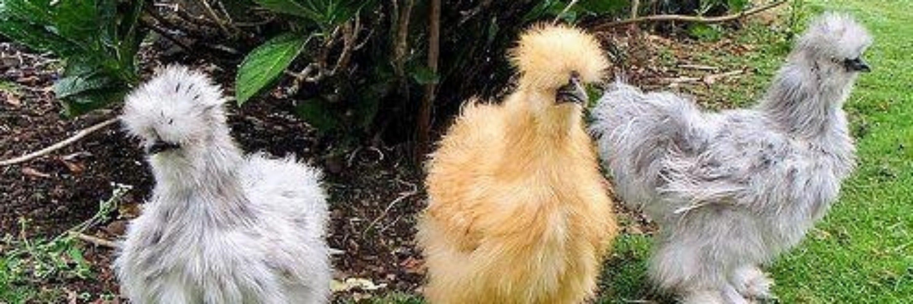 Mai the Fluffy Chicken 💛🐔 