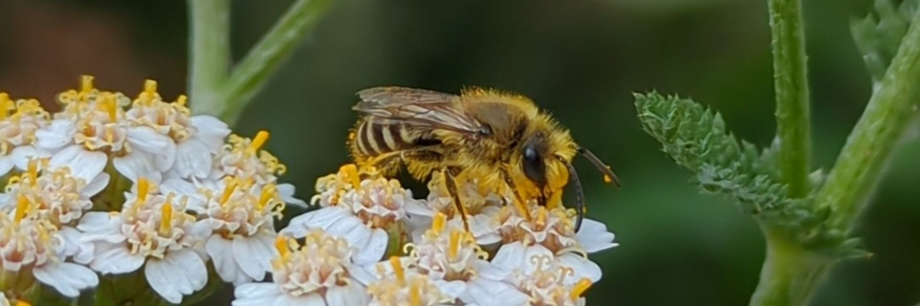 Nynke Blömer