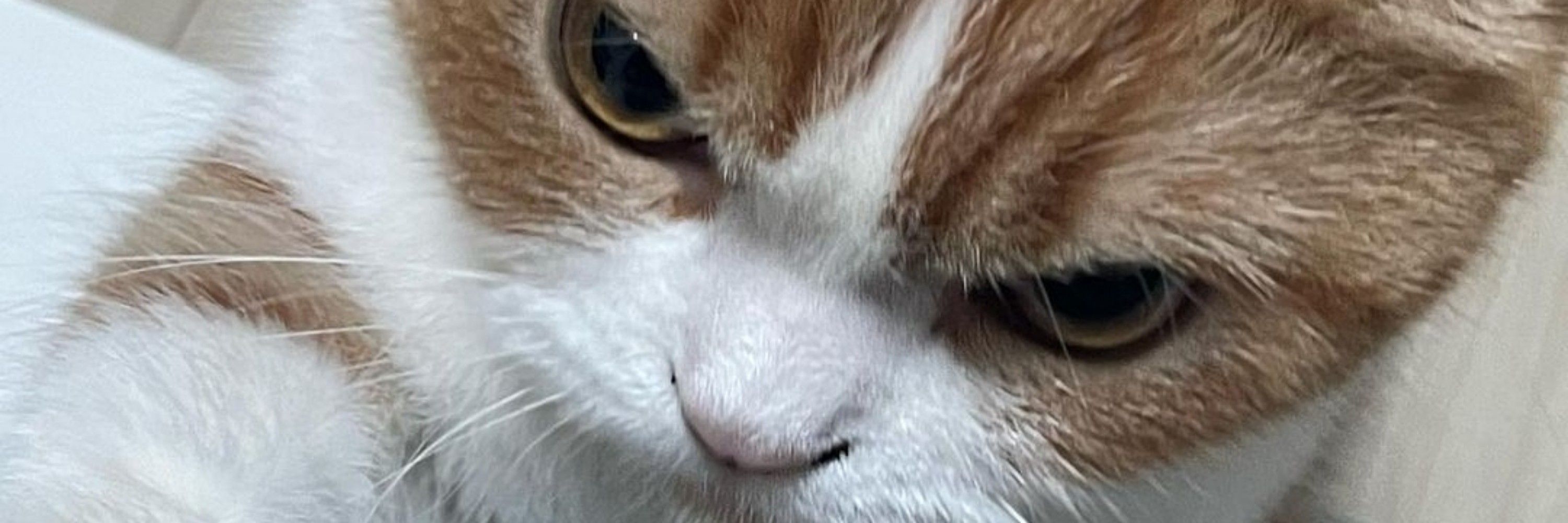 Jubjubs