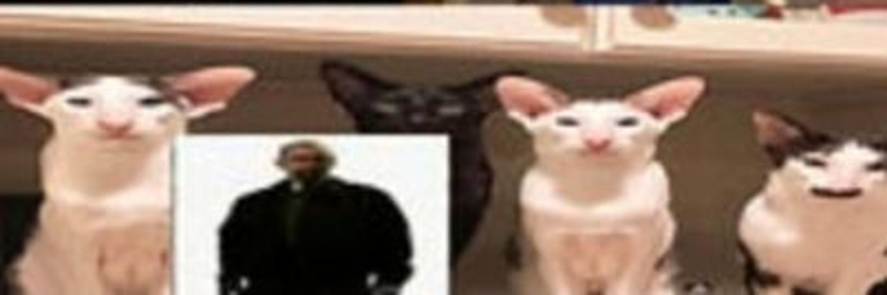 Sinful kitty bastard