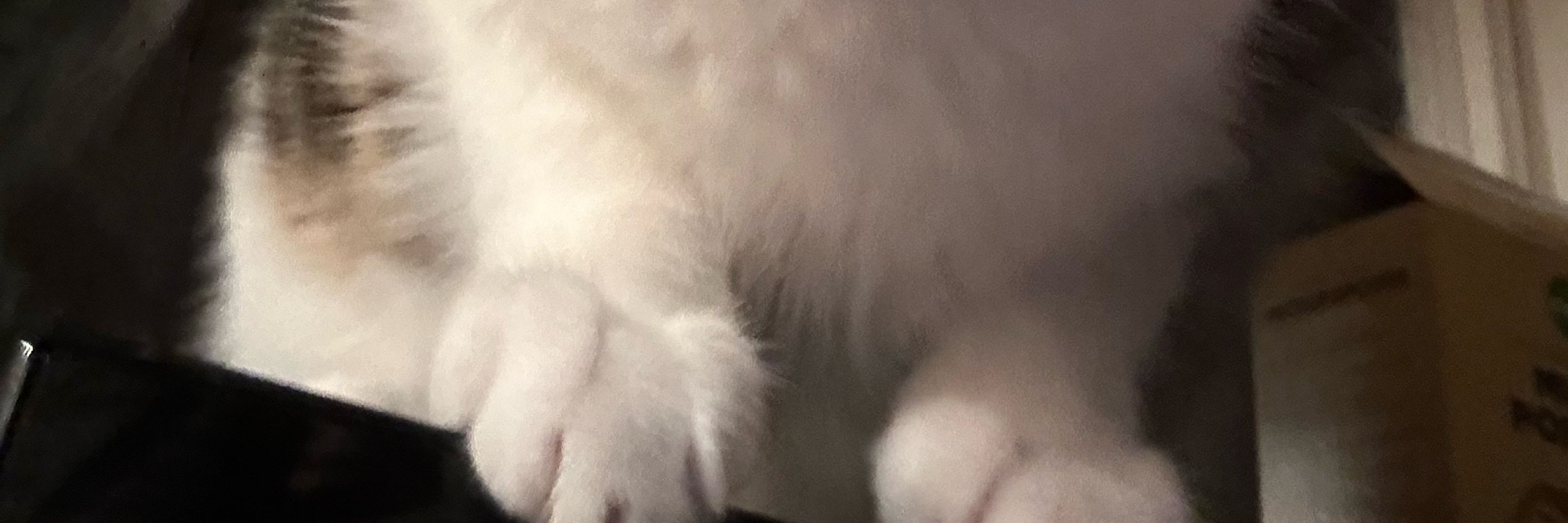 lili
