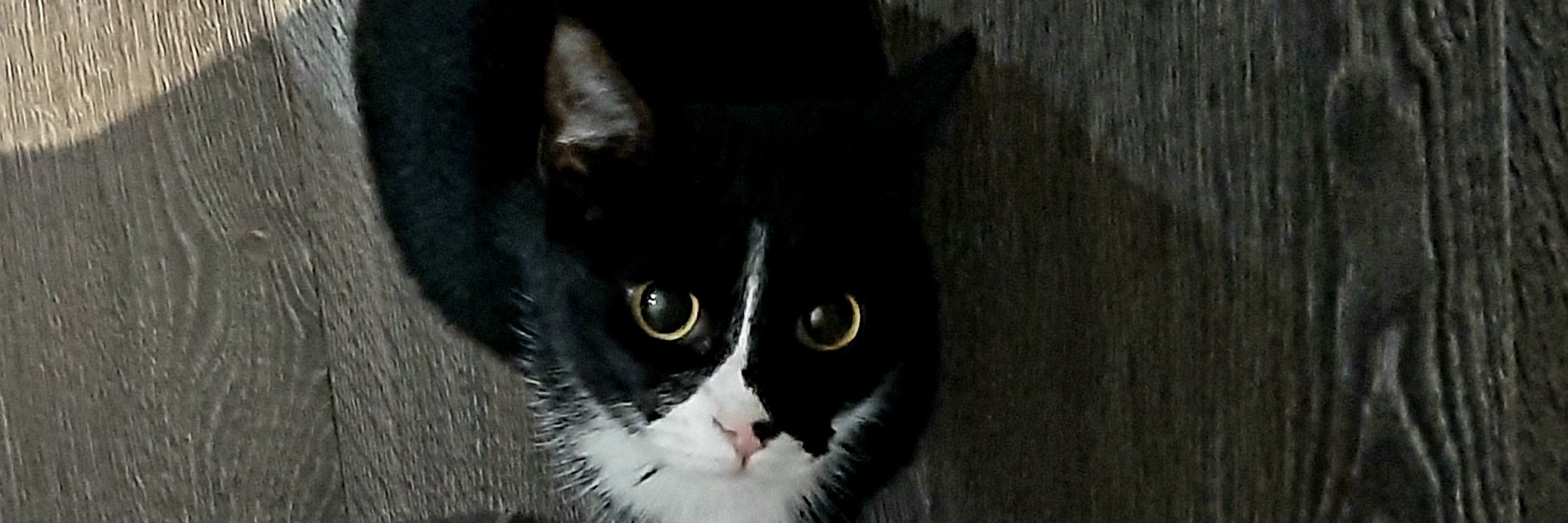 Paco