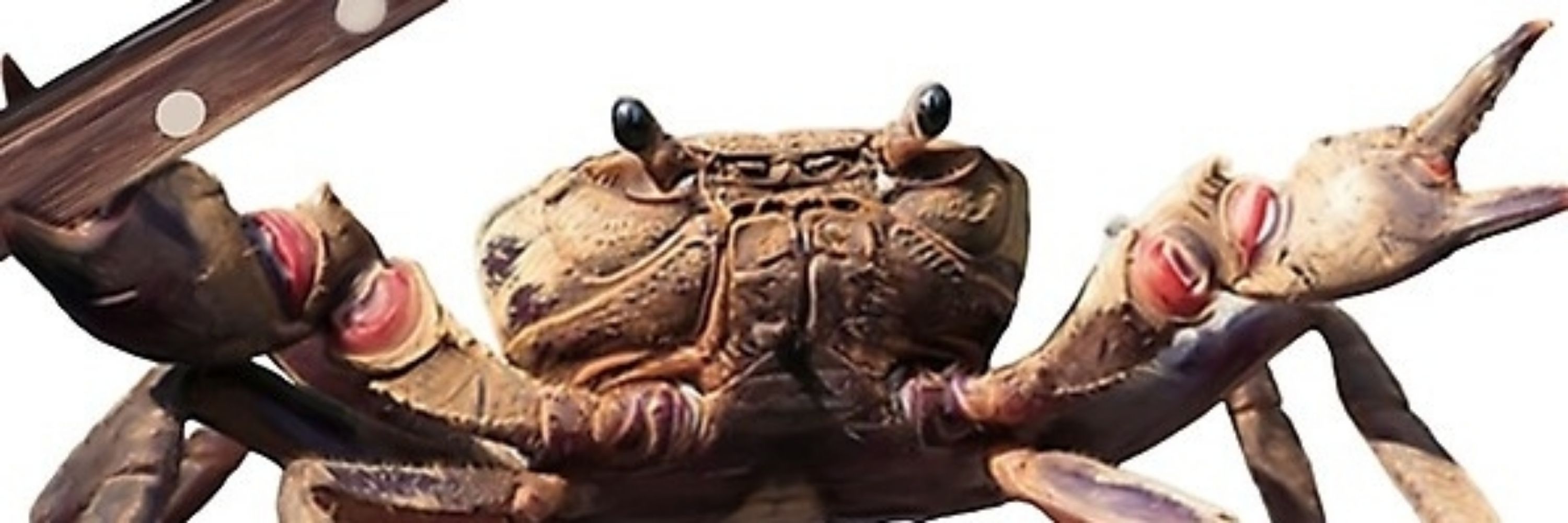 The son of crab