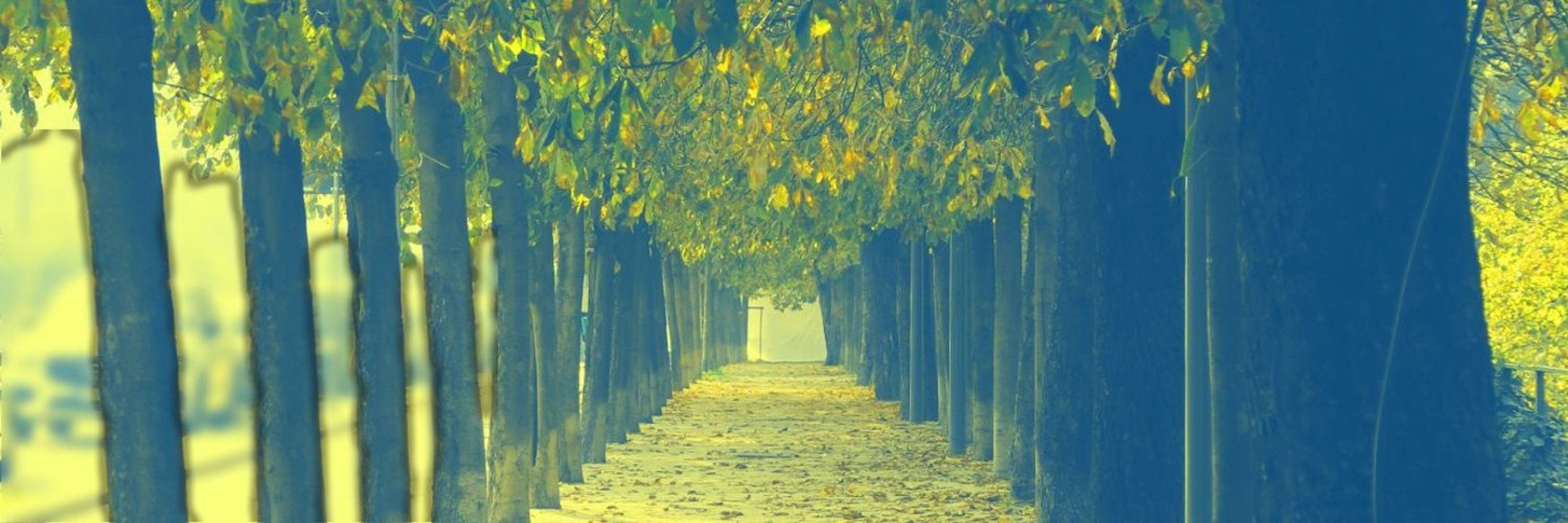 🌳𝔻𝕖𝕣𝕖𝕜🌳
