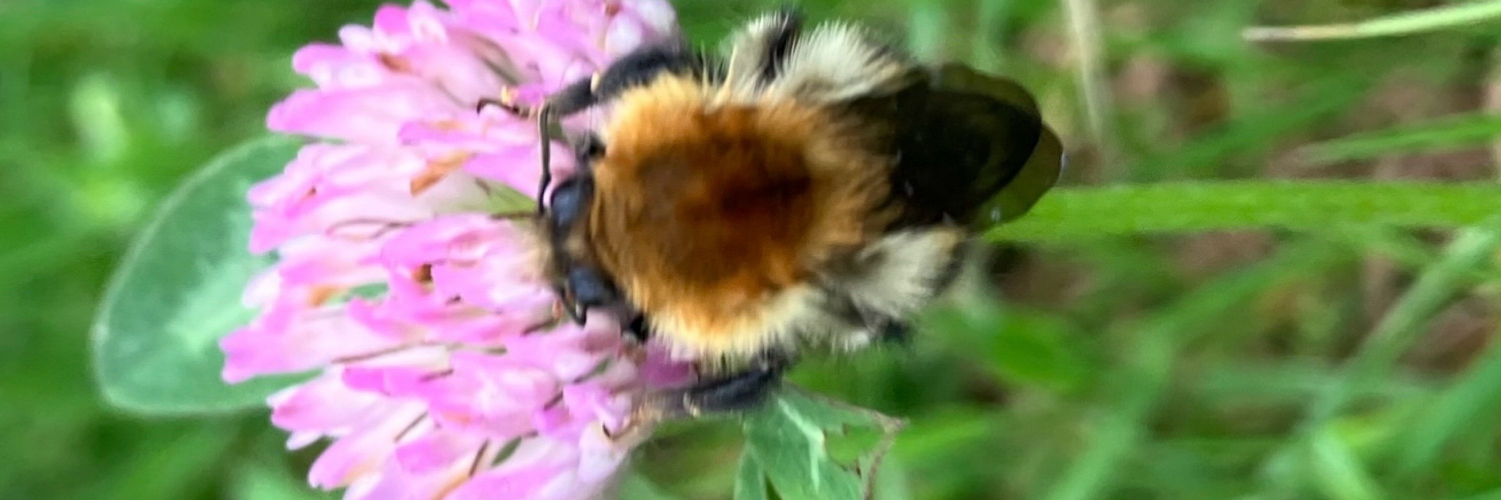 preecebees