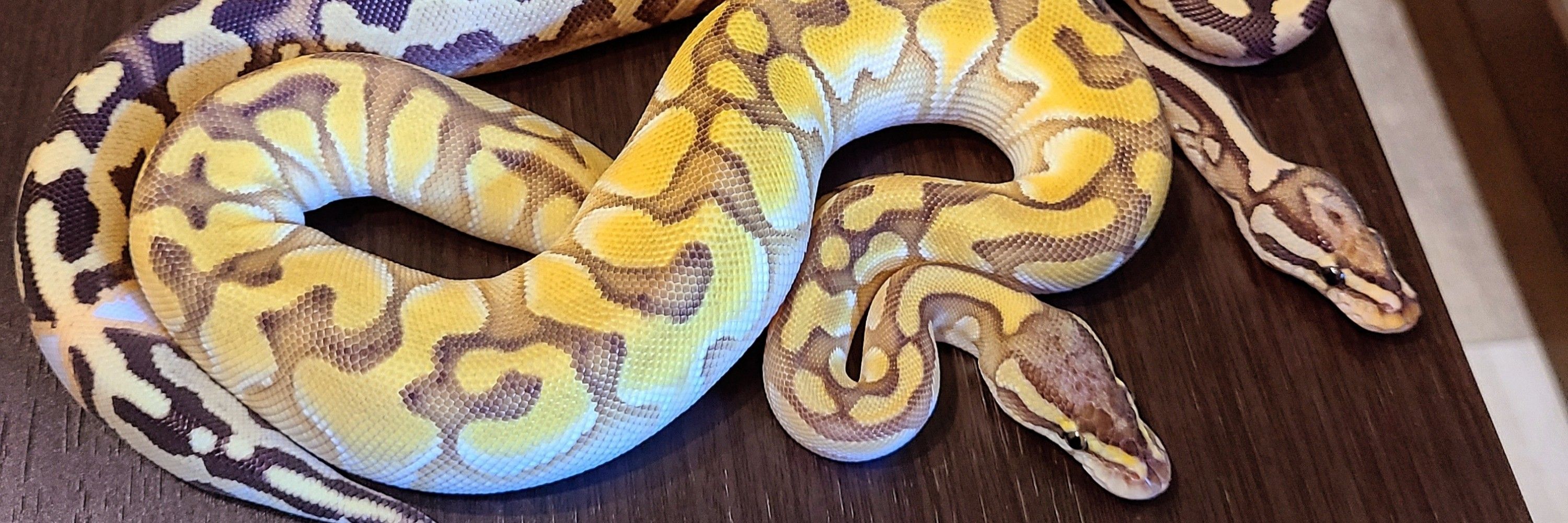 ロキノア