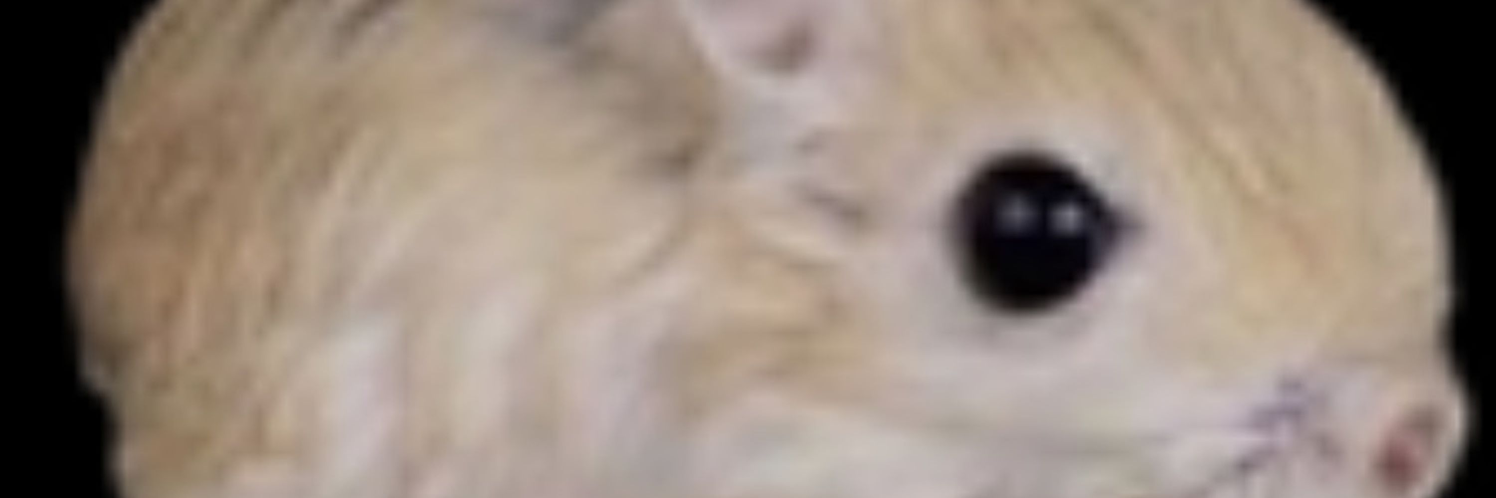 nilawafer