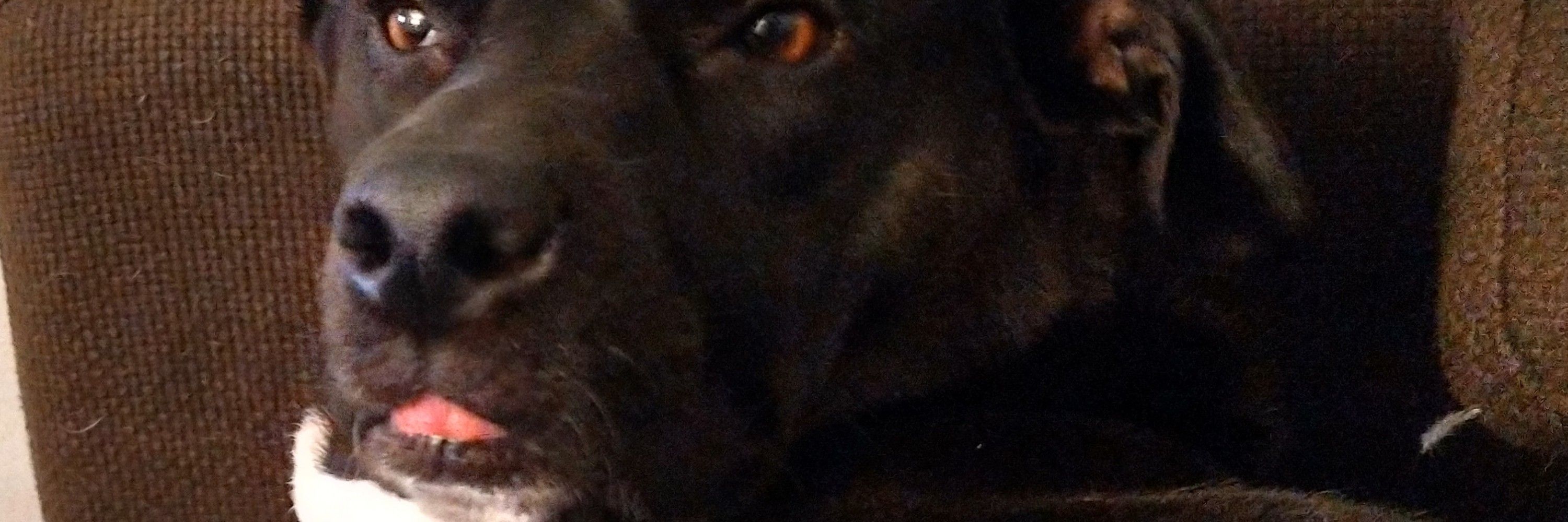 Milly