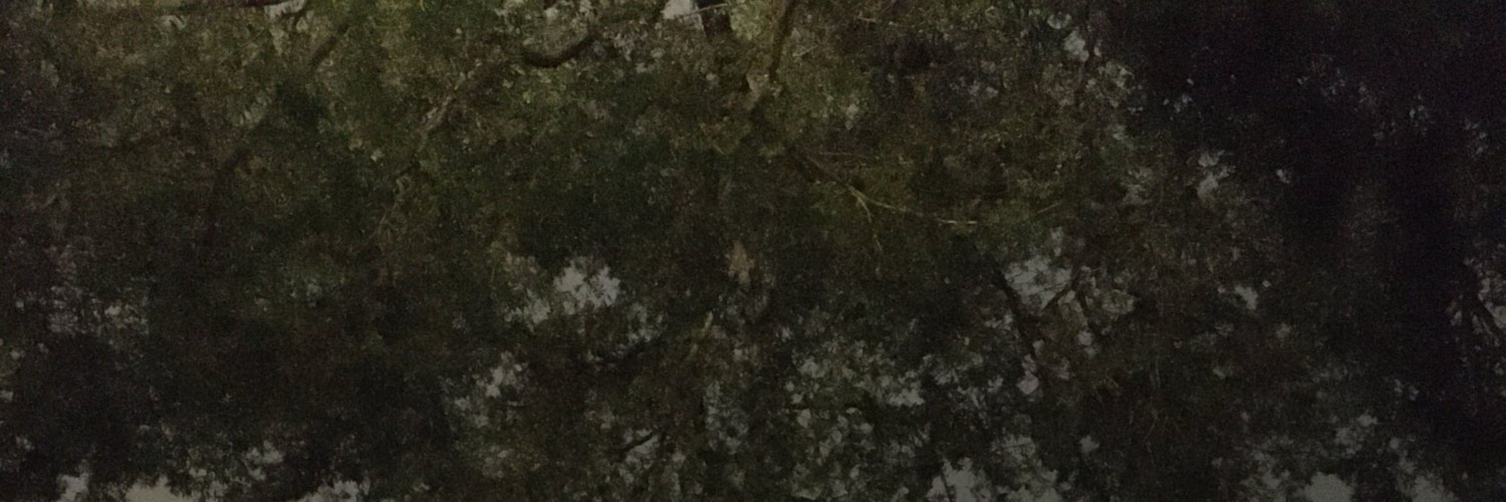 Shade Developed